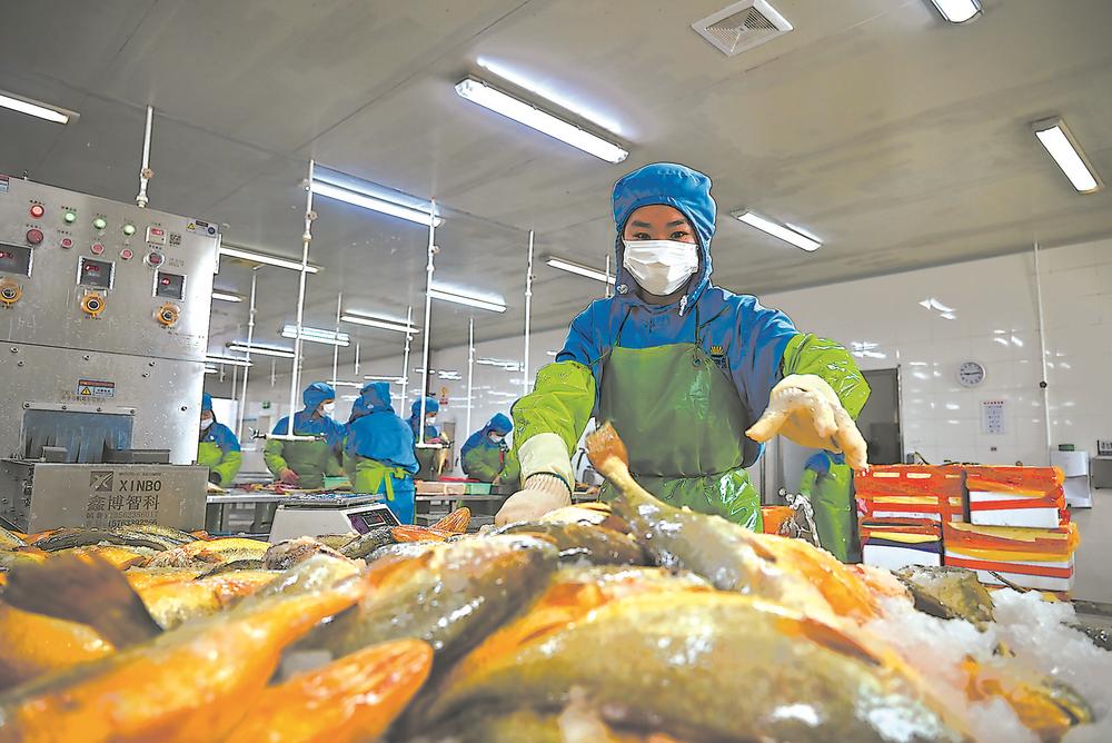寧德蕉城水產(chǎn)企業(yè)出口忙